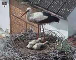 Capi_Dubne_20250608_132502.jpg