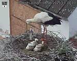 Capi_Dubne_20250608_133003.jpg
