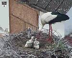 Capi_Dubne_20250608_133502.jpg