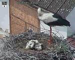 Capi_Dubne_20250608_134004.jpg
