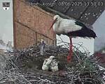 Capi_Dubne_20250608_135003.jpg