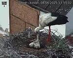 Capi_Dubne_20250608_135502.jpg