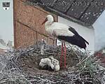 Capi_Dubne_20250608_140004.jpg