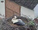 Capi_Dubne_20250608_142003.jpg