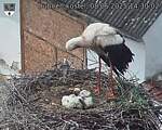Capi_Dubne_20250608_143003.jpg