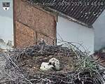 Capi_Dubne_20250608_144004.jpg