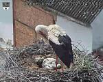 Capi_Dubne_20250608_145502.jpg