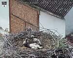 Capi_Dubne_20250608_150004.jpg