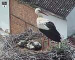 Capi_Dubne_20250608_150502.jpg
