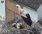 Capi_Dubne_20250608_151002.jpg