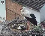 Capi_Dubne_20250608_151504.jpg