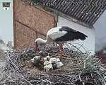 Capi_Dubne_20250608_152002.jpg