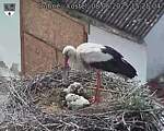 Capi_Dubne_20250608_152504.jpg