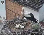 Capi_Dubne_20250608_153002.jpg