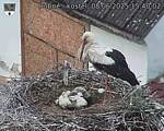Capi_Dubne_20250608_154002.jpg