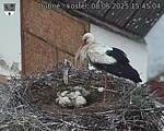 Capi_Dubne_20250608_154504.jpg