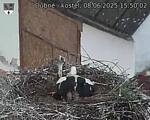 Capi_Dubne_20250608_155002.jpg