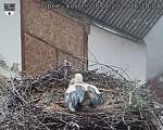Capi_Dubne_20250608_161004.jpg