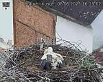 Capi_Dubne_20250608_162502.jpg