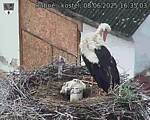 Capi_Dubne_20250608_163503.jpg