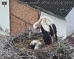Capi_Dubne_20250608_164002.jpg