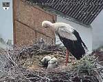 Capi_Dubne_20250608_164504.jpg