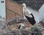 Capi_Dubne_20250608_165004.jpg