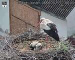 Capi_Dubne_20250608_170003.jpg