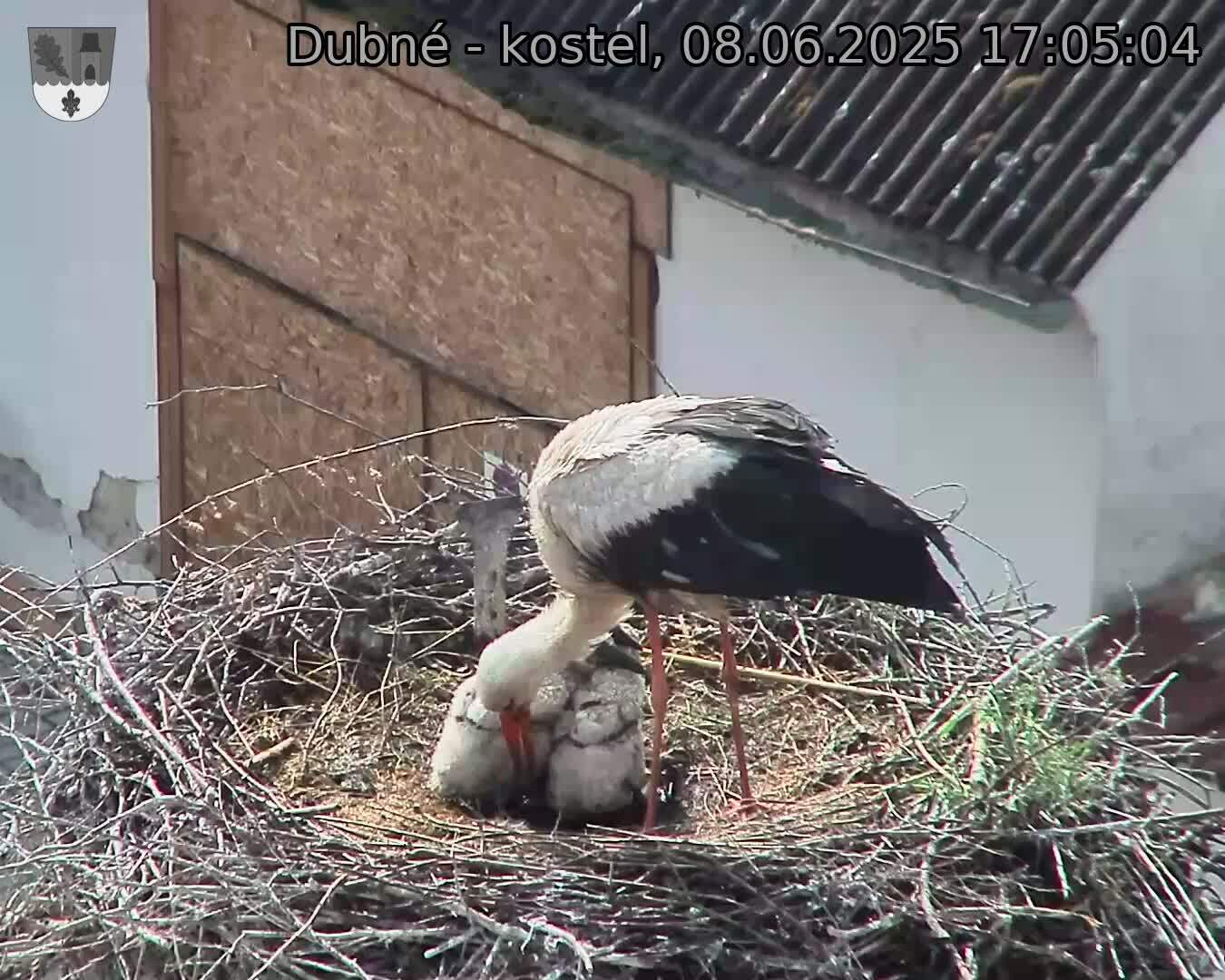 Capi_Dubne_20250608_170504.jpg (1350 x 1080)