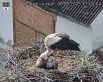 Capi_Dubne_20250608_170504.jpg