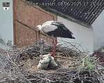 Capi_Dubne_20250608_172502.jpg