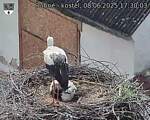 Capi_Dubne_20250608_173003.jpg