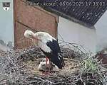 Capi_Dubne_20250608_173503.jpg