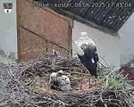 Capi_Dubne_20250608_174504.jpg