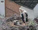 Capi_Dubne_20250608_175003.jpg