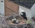 Capi_Dubne_20250608_175502.jpg