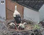 Capi_Dubne_20250608_180004.jpg