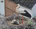 Capi_Dubne_20250608_180504.jpg