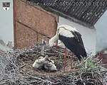 Capi_Dubne_20250608_181002.jpg