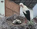 Capi_Dubne_20250608_182504.jpg