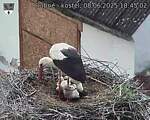 Capi_Dubne_20250608_184503.jpg