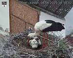 Capi_Dubne_20250608_185002.jpg