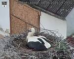 Capi_Dubne_20250608_192503.jpg