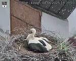 Capi_Dubne_20250608_193503.jpg
