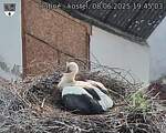 Capi_Dubne_20250608_194503.jpg