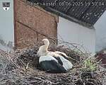 Capi_Dubne_20250608_195004.jpg