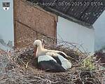 Capi_Dubne_20250608_200504.jpg