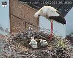Capi_Dubne_20250608_201003.jpg