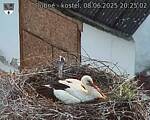 Capi_Dubne_20250608_202502.jpg
