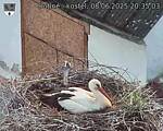 Capi_Dubne_20250608_203503.jpg